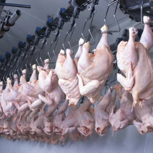 Project Report For Chicken Processing Plant
