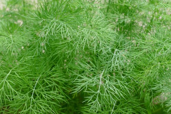 Project Report For Dill Farming