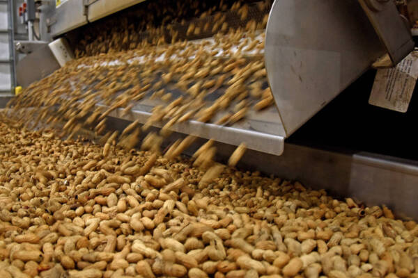 Project Report For Peanut Processing Plant