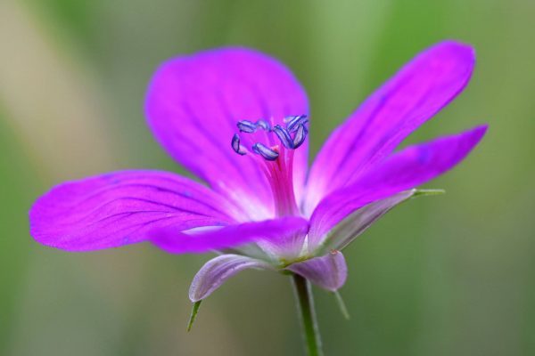 Project-Report-for-sweet pea flower