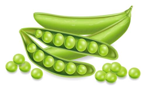 Project-report-for-peas-processing-plant