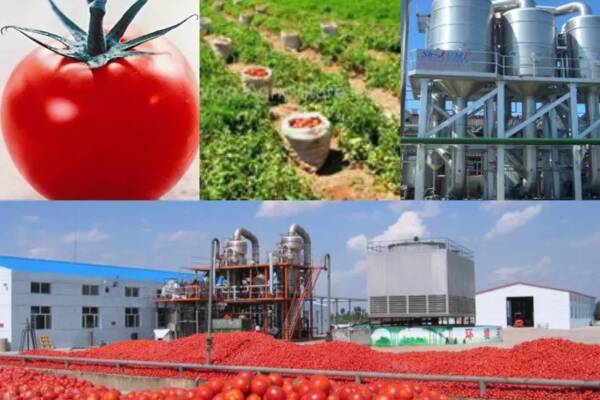 Project Report For Tomato Ketchup Plant