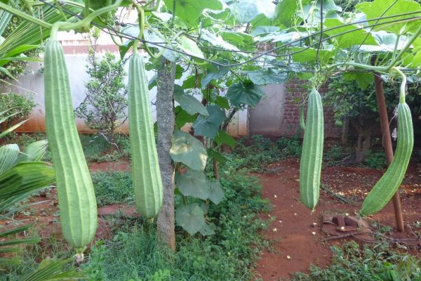 Project-Report-for-luffa-Farming