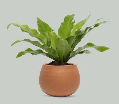 Project-Report-for-Plant-Pot